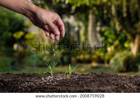 Farmer giving granulated fertilizer to young seedling sprout plants.