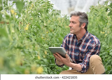 Farmer in greenhouse checking tomato plants  - Powered by Shutterstock