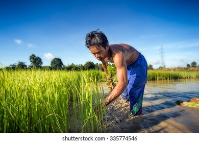 Farmer Grow Rice Rainy Season They Stock Photo 335774546 | Shutterstock