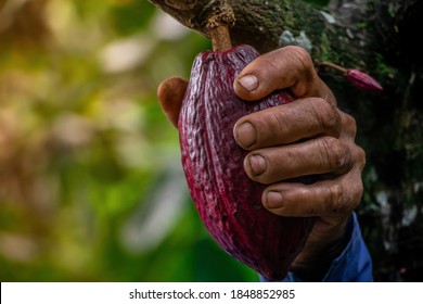 
Farmer Growing Cocoa In Colombia