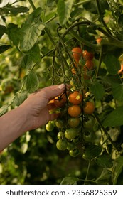 A farmer grows tomatoes in a greenhouse. Growing vegetables. Food - Shutterstock ID 2356825359