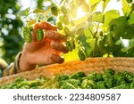 Farmer hand checking the quality of this years hops harvest in the field in Bavaria Germany.