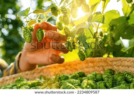 Farmer hand checking the quality of this years hops harvest in the field in Bavaria Germany.