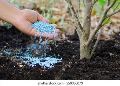 Farmer Hand Giving Chemical Fertilizer To Young Plant