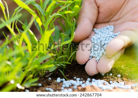 Farmer hand giving chemical fertilizer to young plant