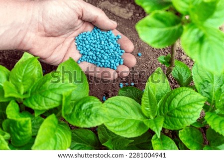 FARMER HAND GIVING GRANULATED FERTILIZER TO THE PLANTS IN ORGANIC GARDEN OR CROP. ECOLOGICAL FARMING CONCEPT.