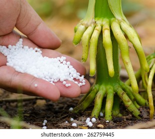 Farmer Hand Giving Urea Fertilizer To Corn Root