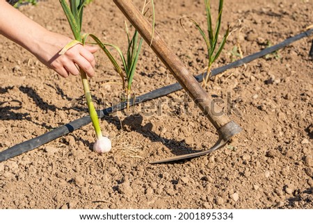 Farmer hand harvesting and picking garlic in vegetables garden field.
