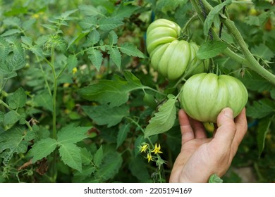 Farmer Hand Holding A Green Tomato On The Plant. Organic And Sustainable Crops