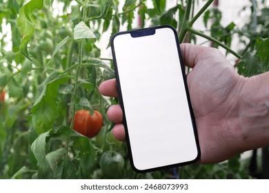 Farmer hand holding mobile phone with empty white screen. Mock up outside on farm agriculture concept. Red tomatoes background. Harvesting technology - Powered by Shutterstock