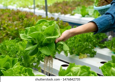 Farmer Hand holding or picking vegetables Butterhead Salad Lettuce in her hands as Harvesting Agricultural Farming.