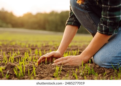 Farmer hand inspects and strokes green sprouts close-up examining lifestyle seedlings. Young plants growing in a farmer's field. Agriculture concept. - Powered by Shutterstock