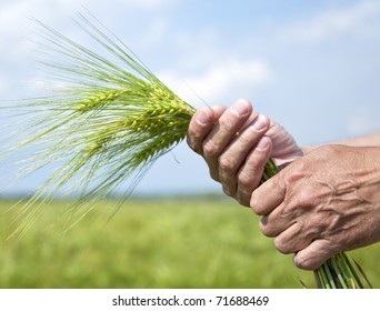 Farmer Hand Keep Green Wheat Spikelet.