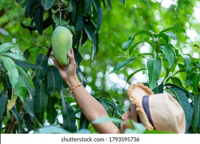 farmer hand picking mango from mango tree - Powered by Shutterstock