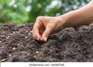 agriculteur semant à la main une graine dans le sol (graines)