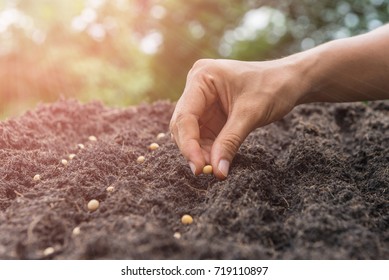 Farmer Hand Planting A Seed In Soil (seeds)