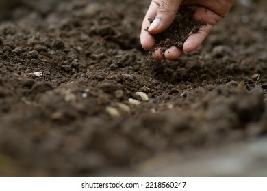 Farmer Hand Pouring Soil On Sowed Seed At Farm. Plant Care And Seed Sowing Concept.