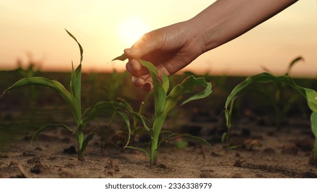 farmer hand touches green corn leaves sunset, corn germ harvest farm dawn field, harvesting, agriculture, farming industry, hand touches corn germ sun glare, green harvest fresh corn germ, hand touch - Powered by Shutterstock