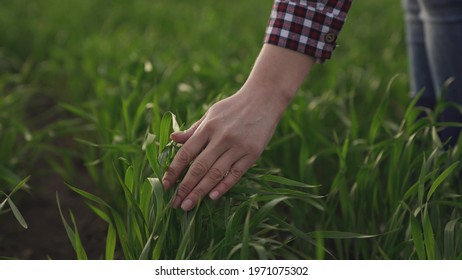 Farmer Hand Touches Green Leaves Of Young Wheat In The Field, The Concept Of Natural Farming, Agriculture, The Worker Touches The Crop And Checks The Sprouts, Protect The Ecology Of The Cultivated