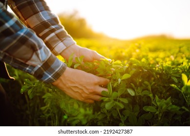 Farmer Hand Touches Green Lucerne In The Field At Sunset. Field Of Fresh Grass Growing.