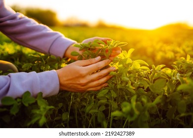 Farmer Hand Touches Green Lucerne In The Field At Sunset. Field Of Fresh Grass Growing.