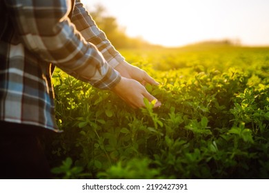 Farmer Hand Touches Green Lucerne In The Field At Sunset. Field Of Fresh Grass Growing.