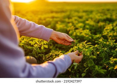 Farmer Hand Touches Green Lucerne In The Field At Sunset. Field Of Fresh Grass Growing.