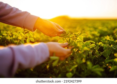 Farmer Hand Touches Green Lucerne In The Field At Sunset. Field Of Fresh Grass Growing.