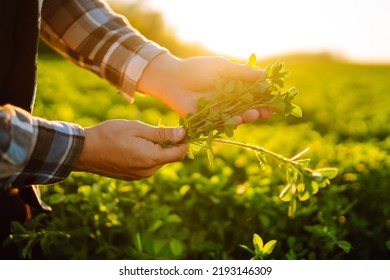 Farmer Hand Touches Green Lucerne In The Field At Sunset. Field Of Fresh Grass Growing.