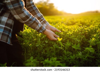 Farmer Hand Touches Green Lucerne In The Field At Sunset. Field Of Fresh Grass Growing.