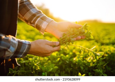 Farmer Hand Touches Green Lucerne In The Field At Sunset. Field Of Fresh Grass Growing.