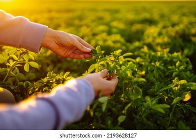 Farmer Hand Touches Green Lucerne In The Field At Sunset. Field Of Fresh Grass Growing.