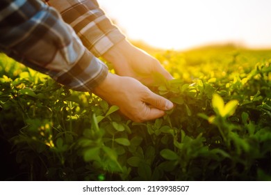 Farmer Hand Touches Green Lucerne In The Field At Sunset. Field Of Fresh Grass Growing.