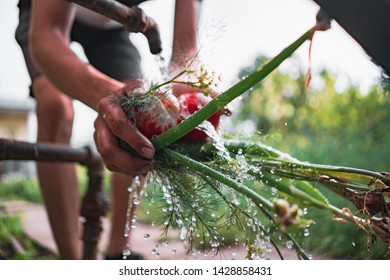 Farmer Hand Washing The Greenery Herb And Veggies In The Garden With Water Splash