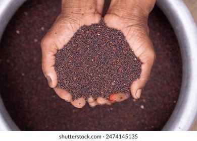 Farmer hand-holding dry grains mustard seeds. oil seeds, and spice ingredients. Selective Focus - Powered by Shutterstock