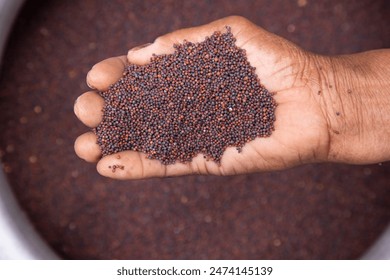 Farmer hand-holding dry grains mustard seeds. oil seeds, and spice ingredients. Selective Focus - Powered by Shutterstock