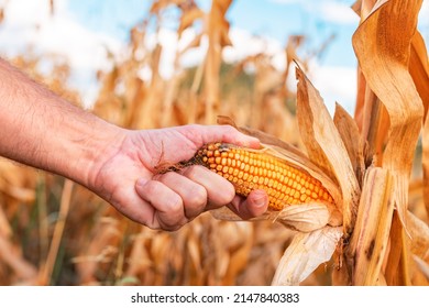Farmer handpicking ripe dent corn in field, close up of hand and ear of corn with selective focus