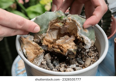 Farmer hands checking dead Astrophytum Myriostigma cactus caused of rotten. Cactus rot is one of the main causes of cactus death from fungal and bacterial diseases attack or over-water them.