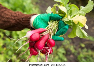 Farmer Hands In Gloves Harvesting Bunch Of Organic Fresh Radish Harvest In Garden