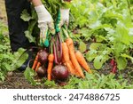 Farmer hands in gloves holding bunch of beetroot and carrot in garden. Harvesting organic fresh vegetables harvest