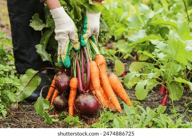 Farmer hands in gloves holding bunch of beetroot and carrot in garden. Harvesting organic fresh vegetables harvest