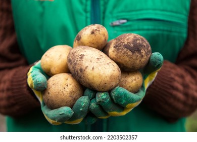 Farmer Hands Holding Dirty Potato Close Up. Freshly Harvested Organic Potatoes Harvest Close Up