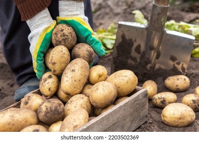 Farmer Hands Holding Dirty Potato Close Up. Freshly Harvested Organic Potatoes Harvest In Wooden Box In Garden Close Up