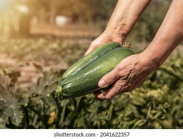 Farmer hands holding green fresh organic zucchini from garden. Harvest of courgette vegatables.