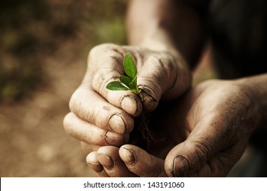 Farmer Hands Holding A Planted.