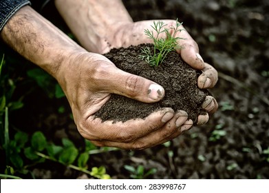 Farmer Hands Holding Young Dill With Soil