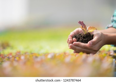 Farmer hands are planting the seedlings into the vegetable garden - Shutterstock ID 1243787464