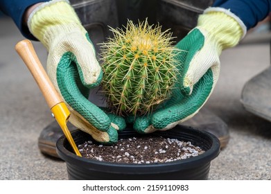 Farmer hands in protective gloves plant a golden barrel cactus in flower pot. Golden barrel cactus is popular for ornamental plant in contemporary garden designs.