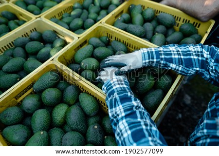 Farmer hands resting on avocados boxes.Harvest Season. Organic avocado plantations in Vélez-Málaga, Andalusia, Spain