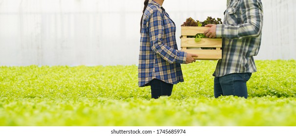 Farmer Harvest Farm Products And Fresh Vegetables In Hydroponic Organic Farm For Food Supply Chain And Delivery To Customer Hand Agriculture Concept